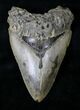 Large Megalodon Tooth - North Carolina #19382-1